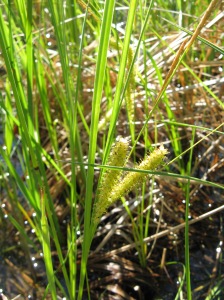 pullosara - Carex rostrata