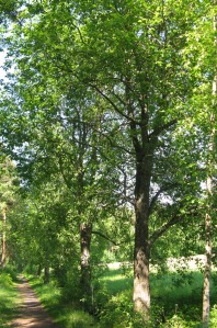 raita - Salix caprea