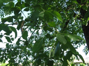 raita - Salix caprea