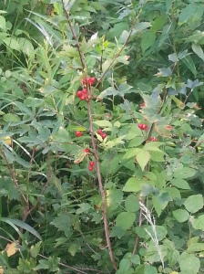 taikinamarja - Ribes alpinum