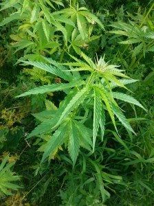hamppu - Cannabis sativa