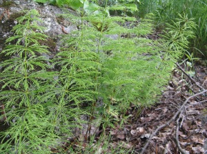 metsäkorte - Equisetum sylvaticum