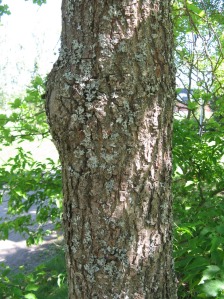 tammi - Quercus robur