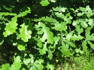 tammi - Quercus robur